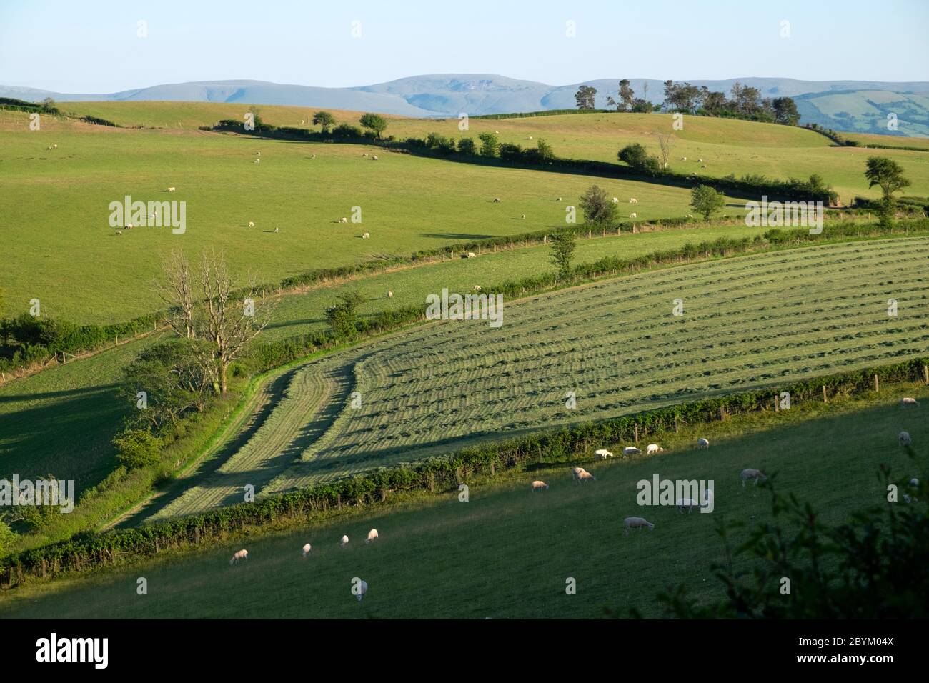 Champ paysager de campagne galloise avec des rangées d'ensilage de foin coupé en juin été Carmarthenshire pays de Galles UK KATHY DEWITT Banque D'Images