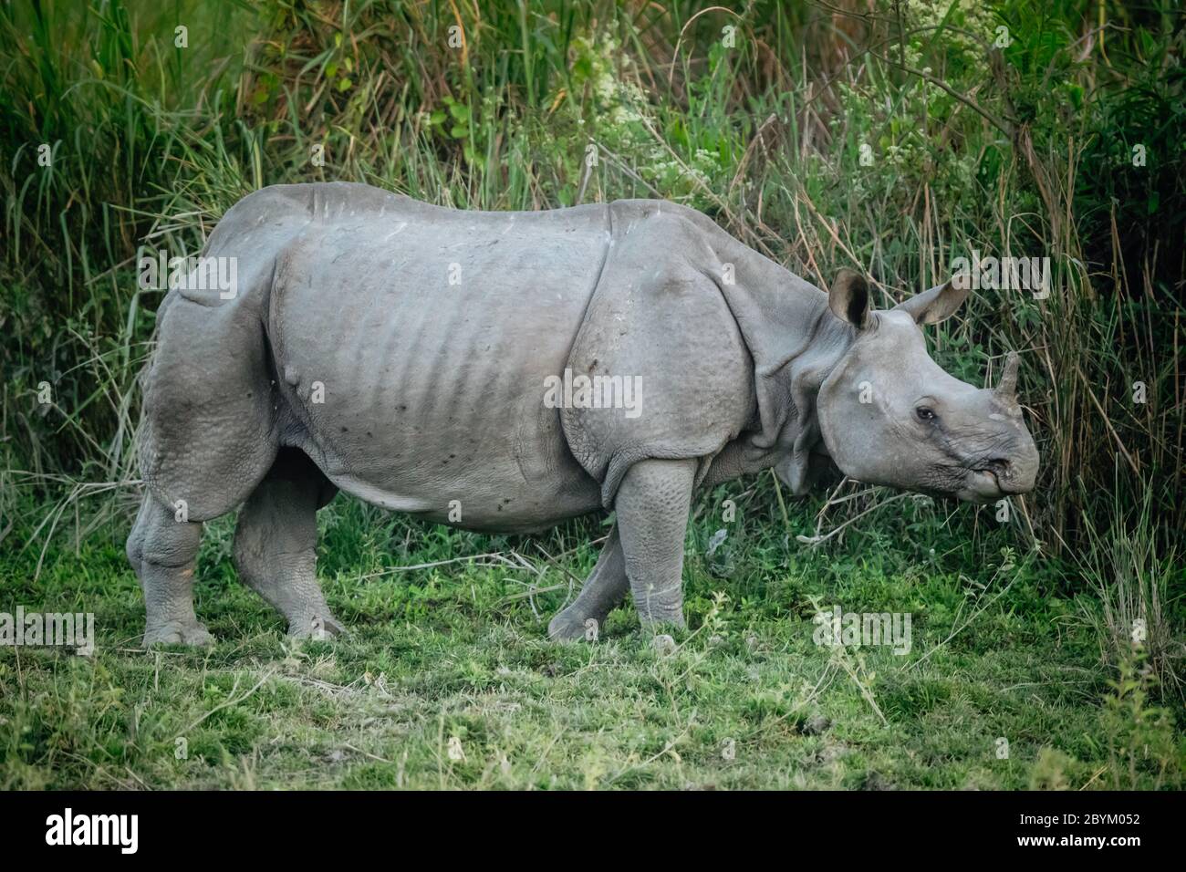 Rhinoceros à l'un des Horned, Rhinoceros unicornis, Parc national de Kaziranga, Assam, Inde Banque D'Images