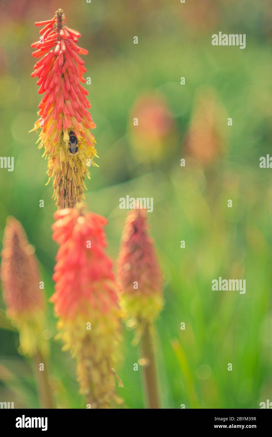 Gros plan d'une abeille Bumble sur une usine de poker Red Hot dans un jardin ensoleillé avec arrière-plan de bokeh Banque D'Images