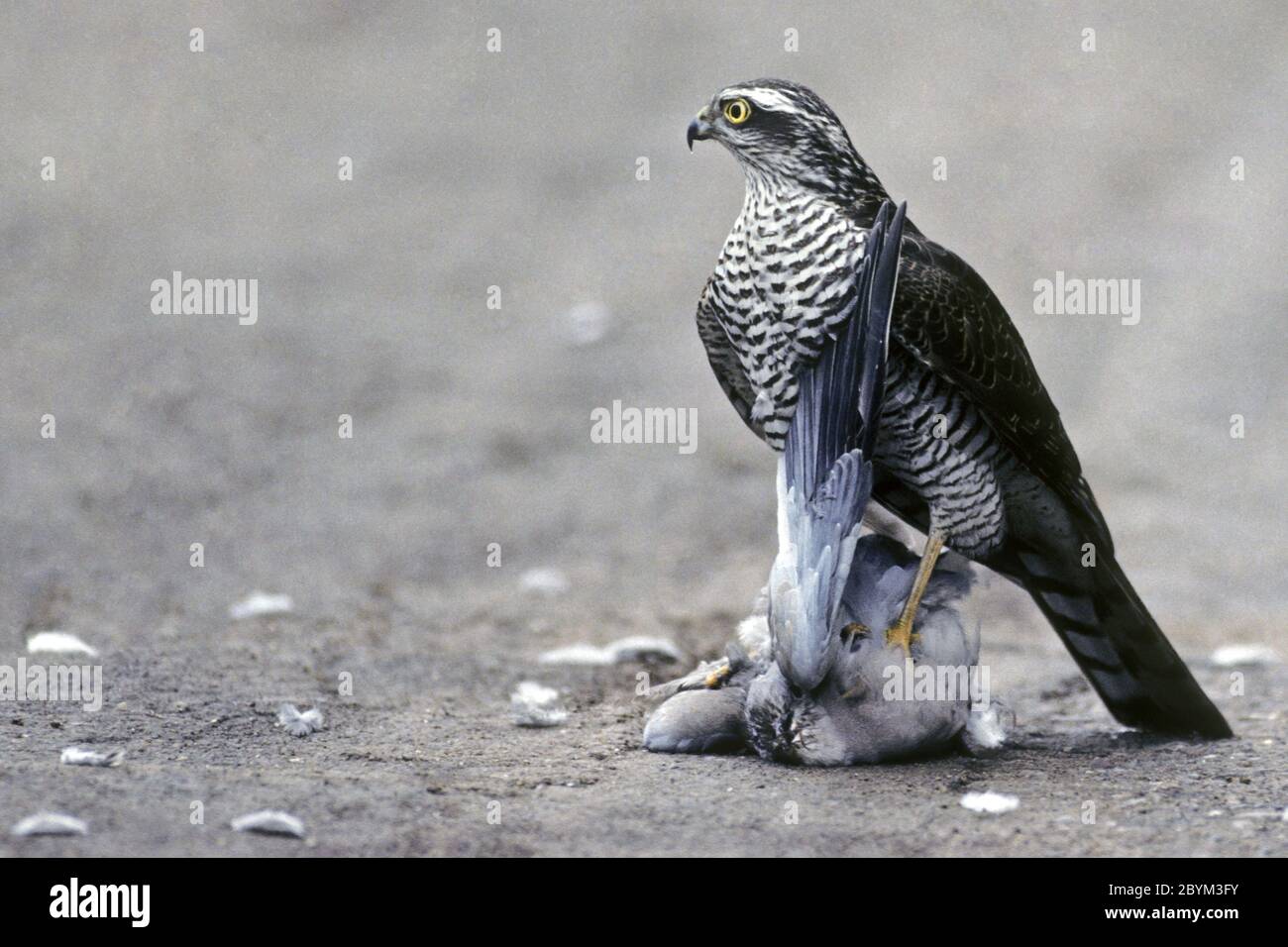 Une femme sarrowhawk a capturé une colombe de col Banque D'Images