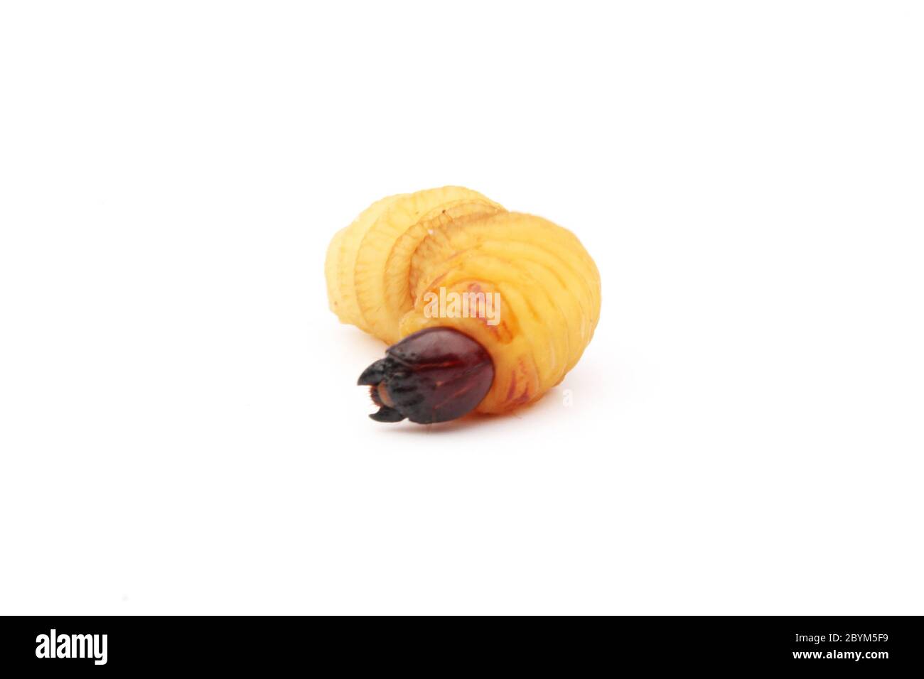 vers sago larves insecte asiatique nourriture isolé fond blanc Banque D'Images