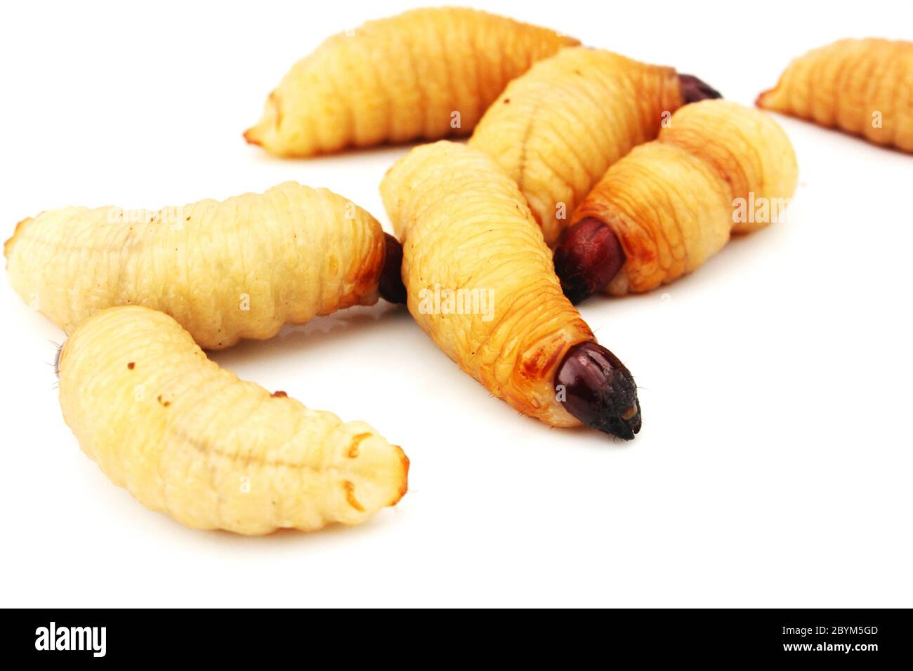 vers sago larves insecte asiatique nourriture isolé fond blanc Banque D'Images