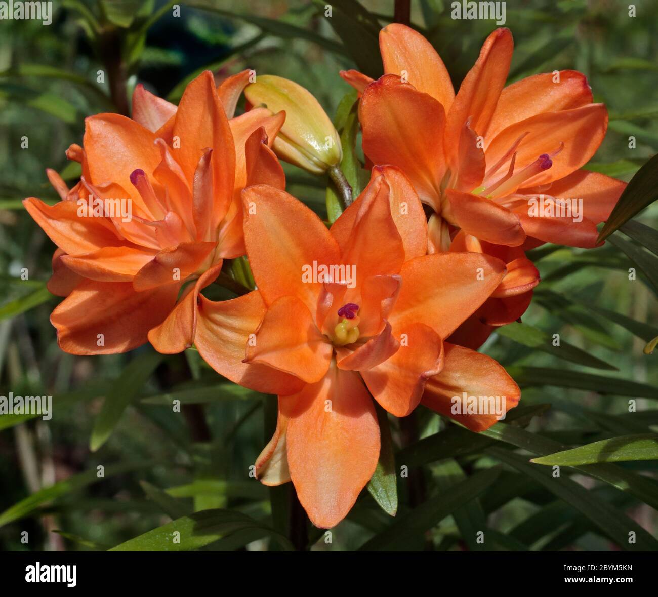 Orange Double Oriental Lily Banque D'Images