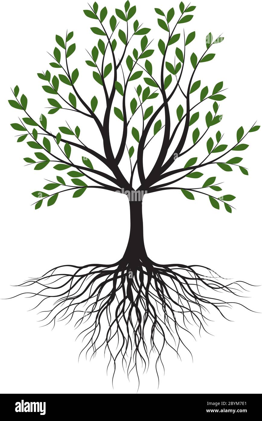 Arbre vert avec des feuilles. Contour Vector Illustration. Plante dans le jardin. Illustration de Vecteur