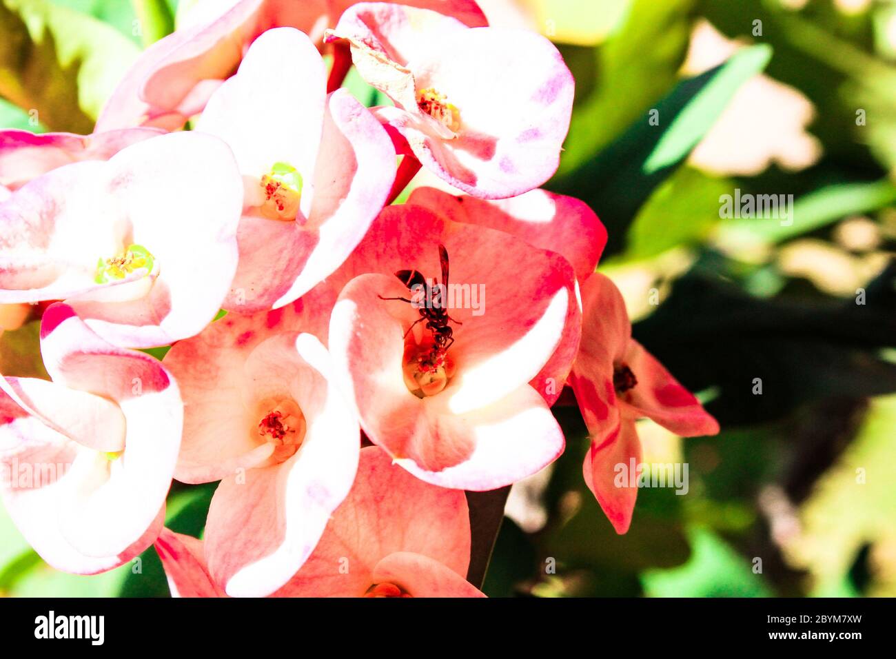 le hornet pollinate sur fond de fleur rose Banque D'Images