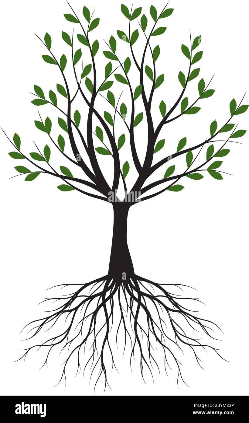 Arbre vert avec des feuilles. Contour Vector Illustration. Plante dans le jardin. Illustration de Vecteur