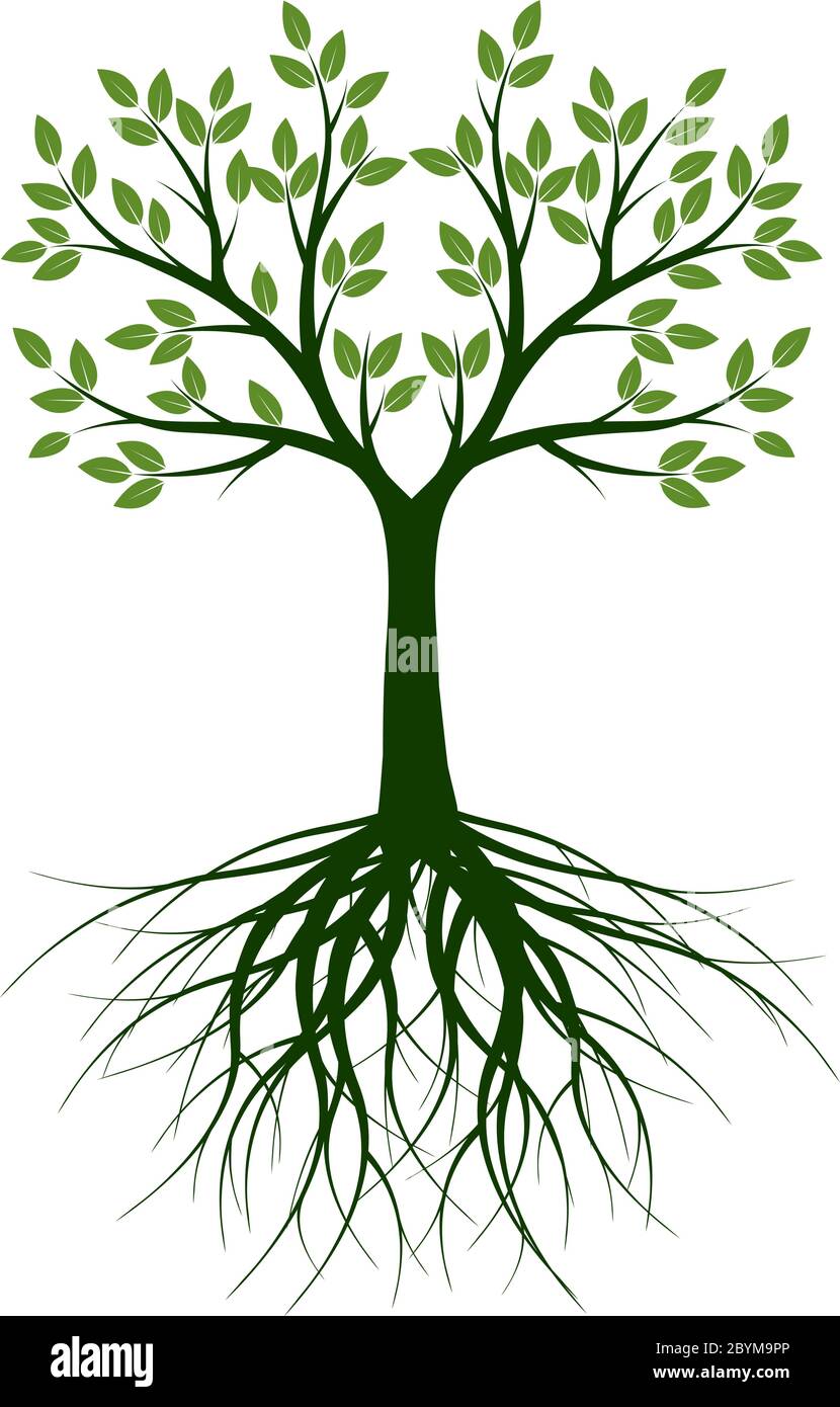 Arbre de printemps vert avec racines. Illustration du contour vectoriel. Plante dans le jardin. Illustration de Vecteur