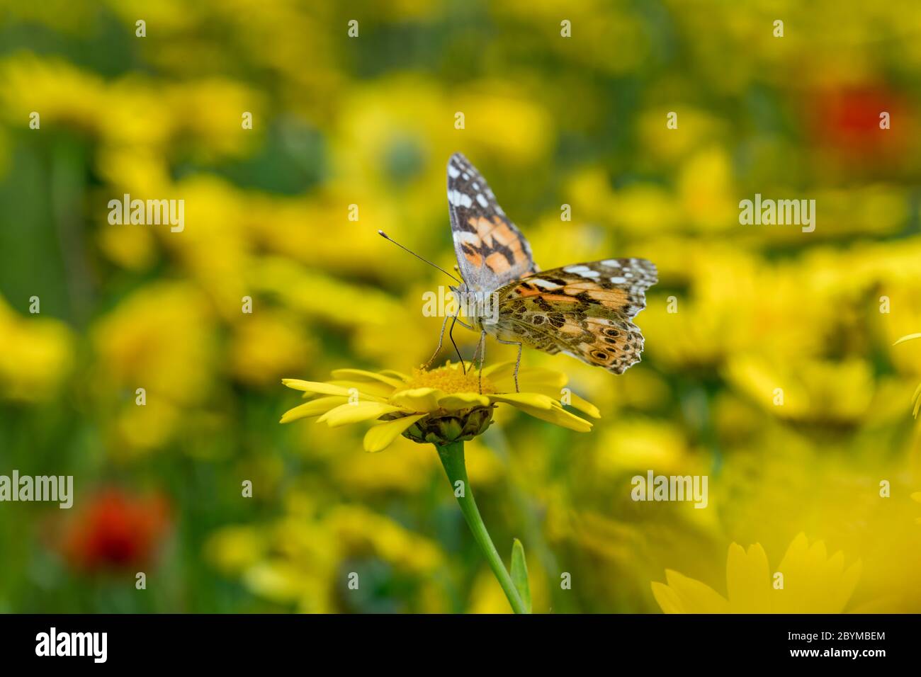 Papillon laqué ; Vanessa cardui ; On Flower ; Royaume-Uni Banque D'Images