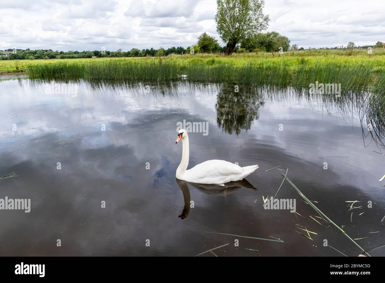 Un cygne muet sur la piscine Snipe au début du mois de juin à la réserve naturelle de Coombe Hill Canal and Meadows, Gloucestershire, Royaume-Uni Banque D'Images