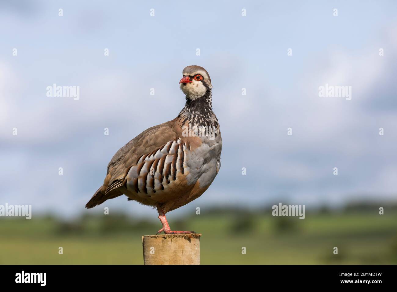 Partridge à pattes rouges ; Alectoris rufa ; debout sur Fence Post ; Royaume-Uni Banque D'Images
