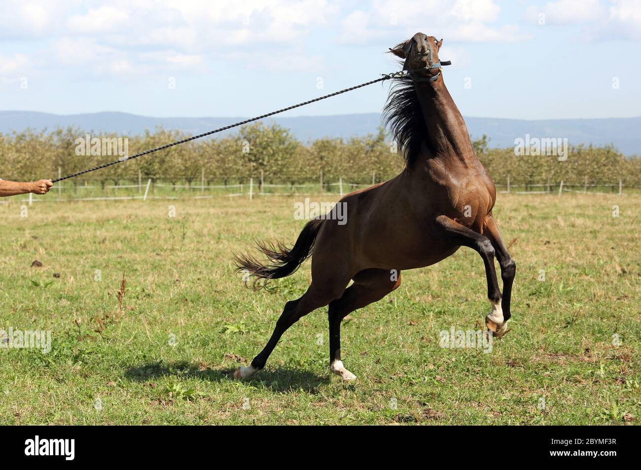 27.08.2019, Bubenheim, Rhénanie-Palatinat, Allemagne - le cheval dans les pâturages saute en avant en choc à la corde de plomb. 00S190827D299CAROEX.JPG [VERSION DU MODÈLE Banque D'Images