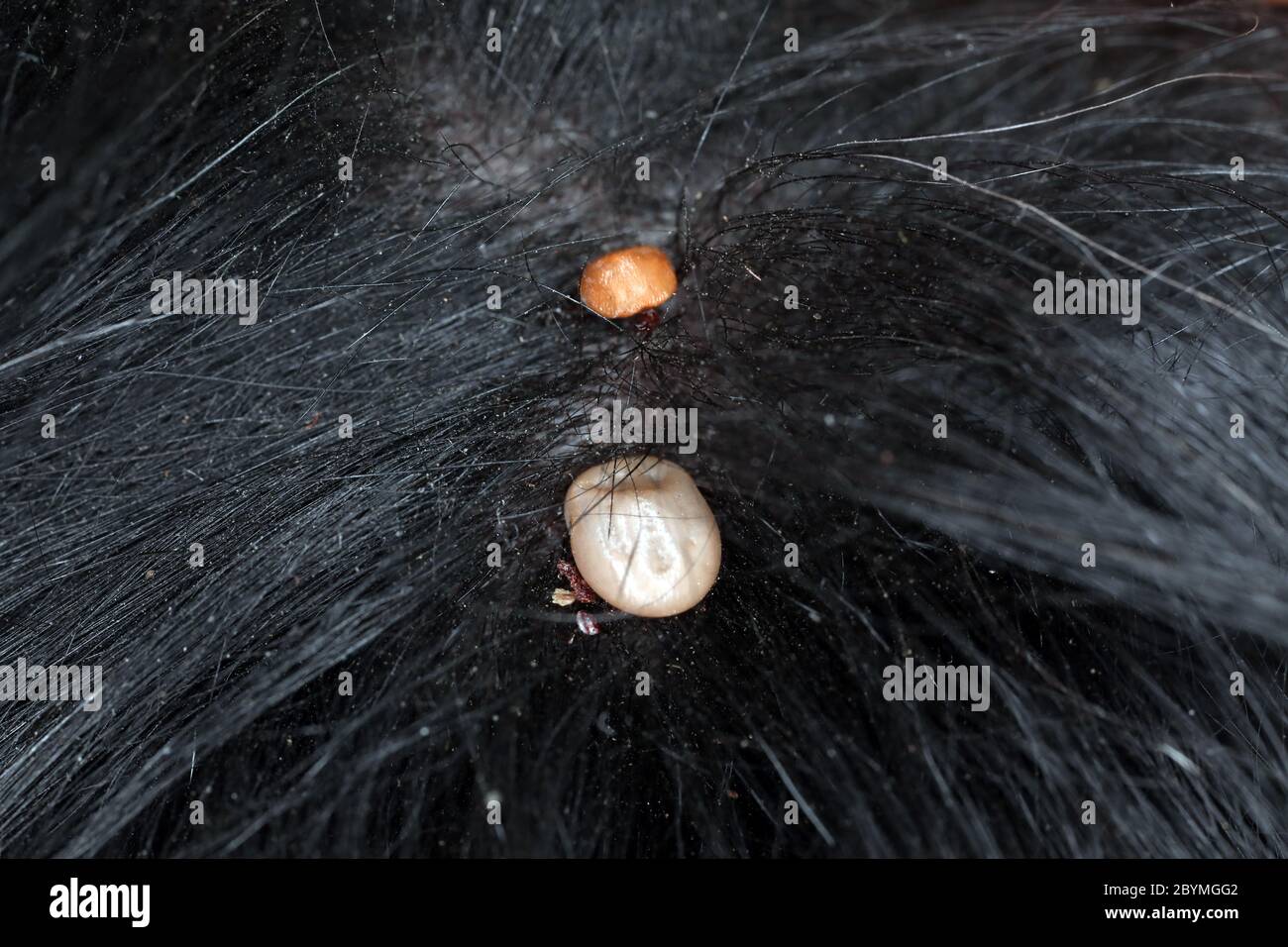13.04.2020, Berlin, , Allemagne - les tiques sont en fourrure de chien. 00S200413D043CAROEX.JPG [AUTORISATION DU MODÈLE : NON APPLICABLE, AUTORISATION DE PROPRIÉTÉ : OUI (c) images de CARO / Banque D'Images