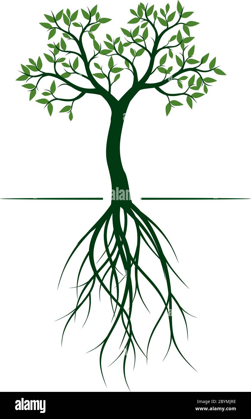 Arbre de printemps vert. Racines et feuilles. Graphique vectoriel. Illustration de Vecteur
