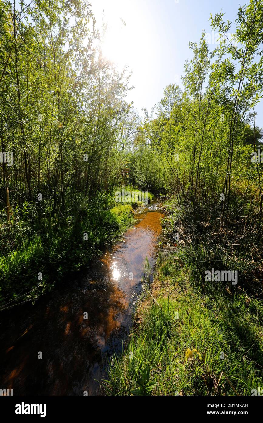 27.04.2020, Recklinghausen, Rhénanie-du-Nord-Westphalie, Allemagne - cours d'eau renaturisés, le Breuskes Muehlenbach (sur la photo) et le Hellbach be Banque D'Images