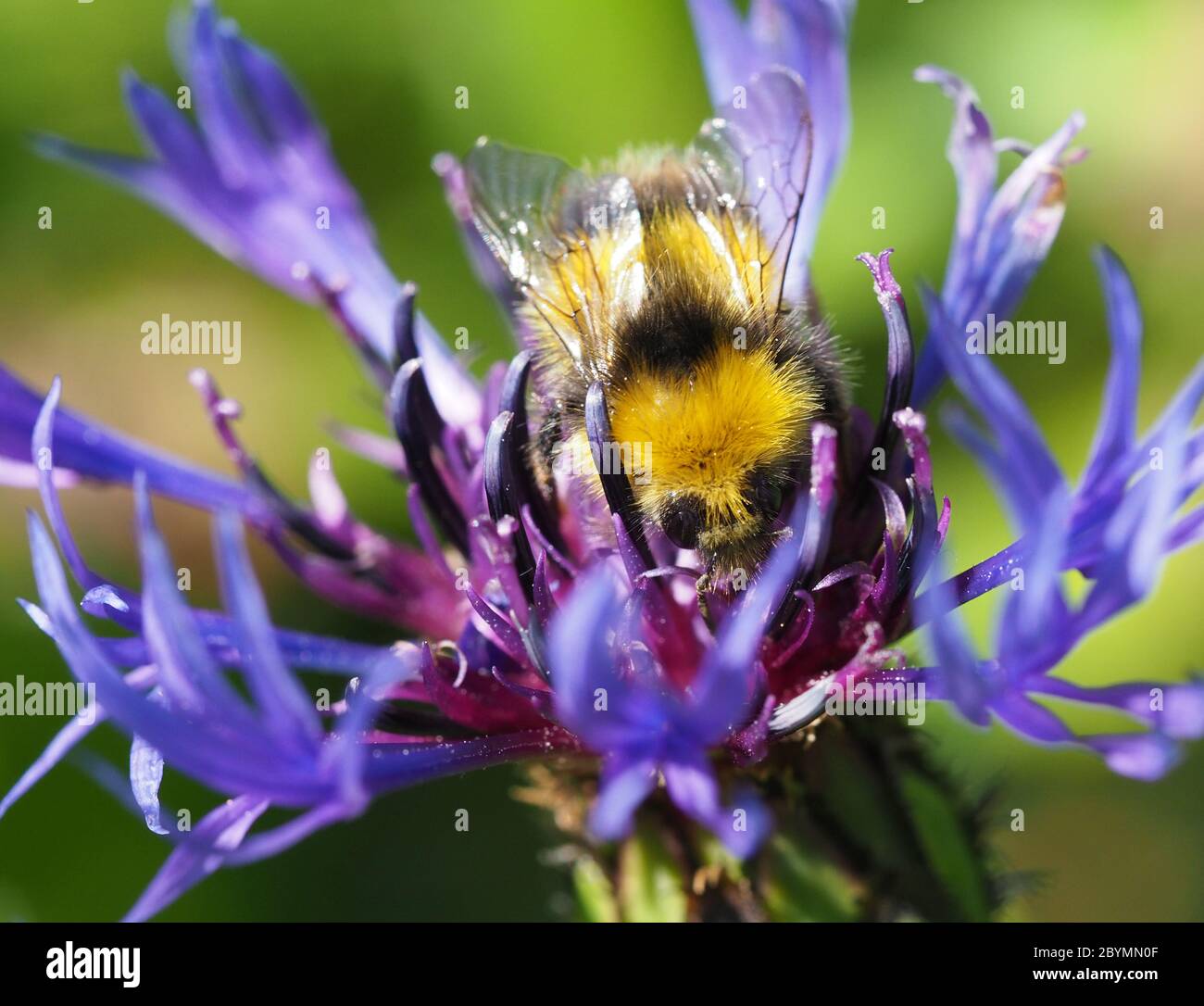 Bumblebee précoce , Bombus pratorum, se nourrissant sur la fleur de maïs vivace, Centaurea montana. Banque D'Images