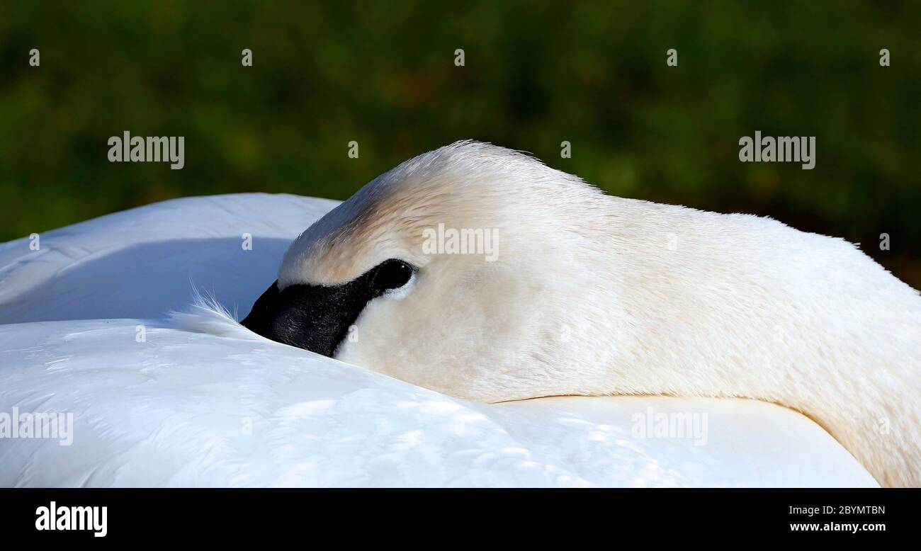 Le Swan au repos au Martin Mere Wildfowl and Wetlands Trust. Burscough. Lancashire. 2019 Banque D'Images