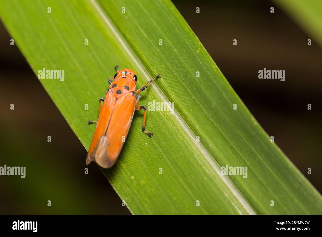 trémie à grains ou sphaigree sur feuille verte Banque D'Images
