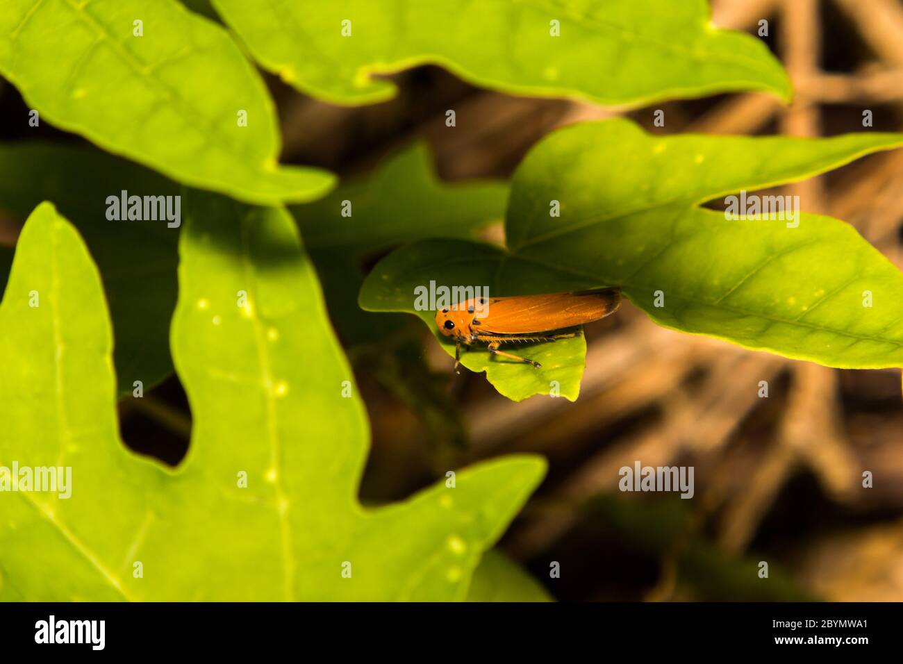trémie à grains ou sphaigree sur feuille verte Banque D'Images