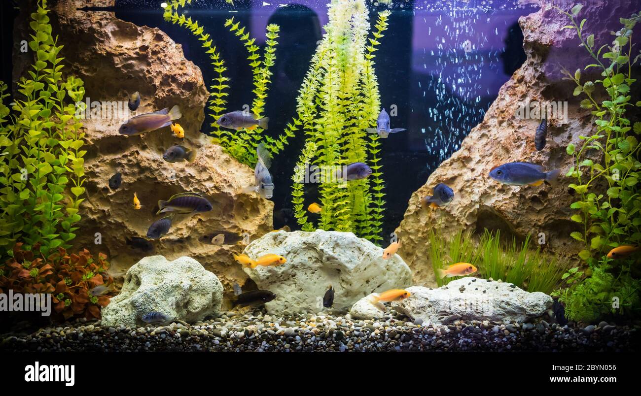 Aquarium d'eau douce avec des poissons Ttropical Banque D'Images