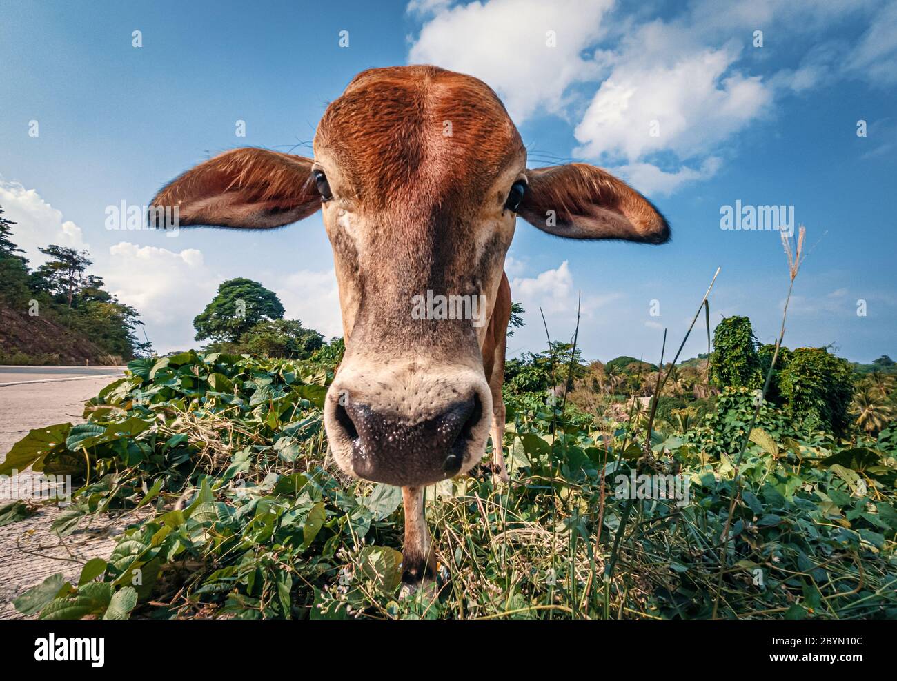 Portrait d'une vache brune fine regardant l'appareil photo. Palawan, Philippines. Banque D'Images