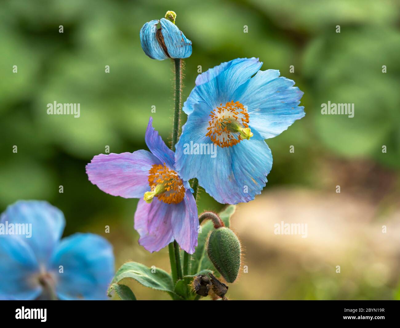 Gros plan de la belle couleur bleue et pourpre de pavot himalayan, Meconopsis, fleurs et bourgeon dans un jardin Banque D'Images