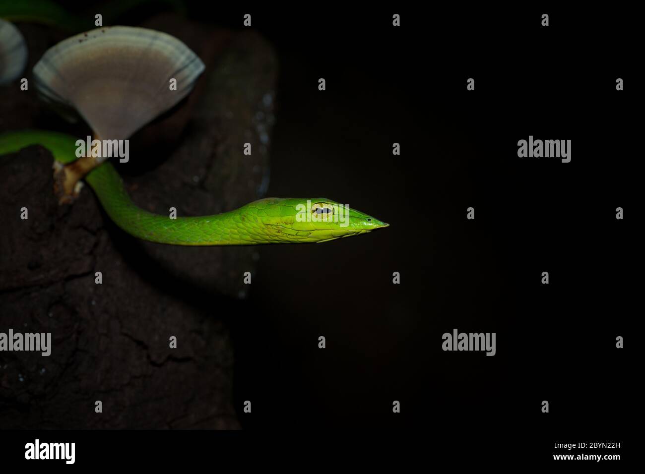 Serpent à la vigne verte sur fond noir, Satara, Maharashtra, Inde Banque D'Images