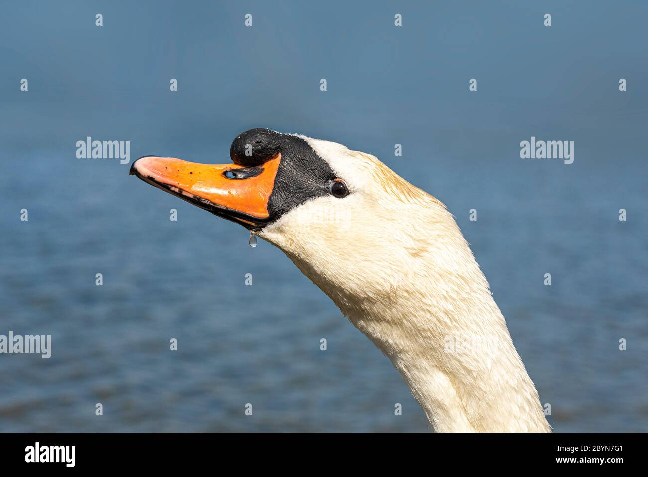 Mute Swan a rafle sa tête Banque D'Images