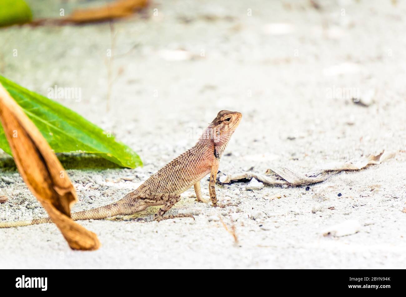 Jardin oriental lézard sur sable blanc des Maldives Banque D'Images