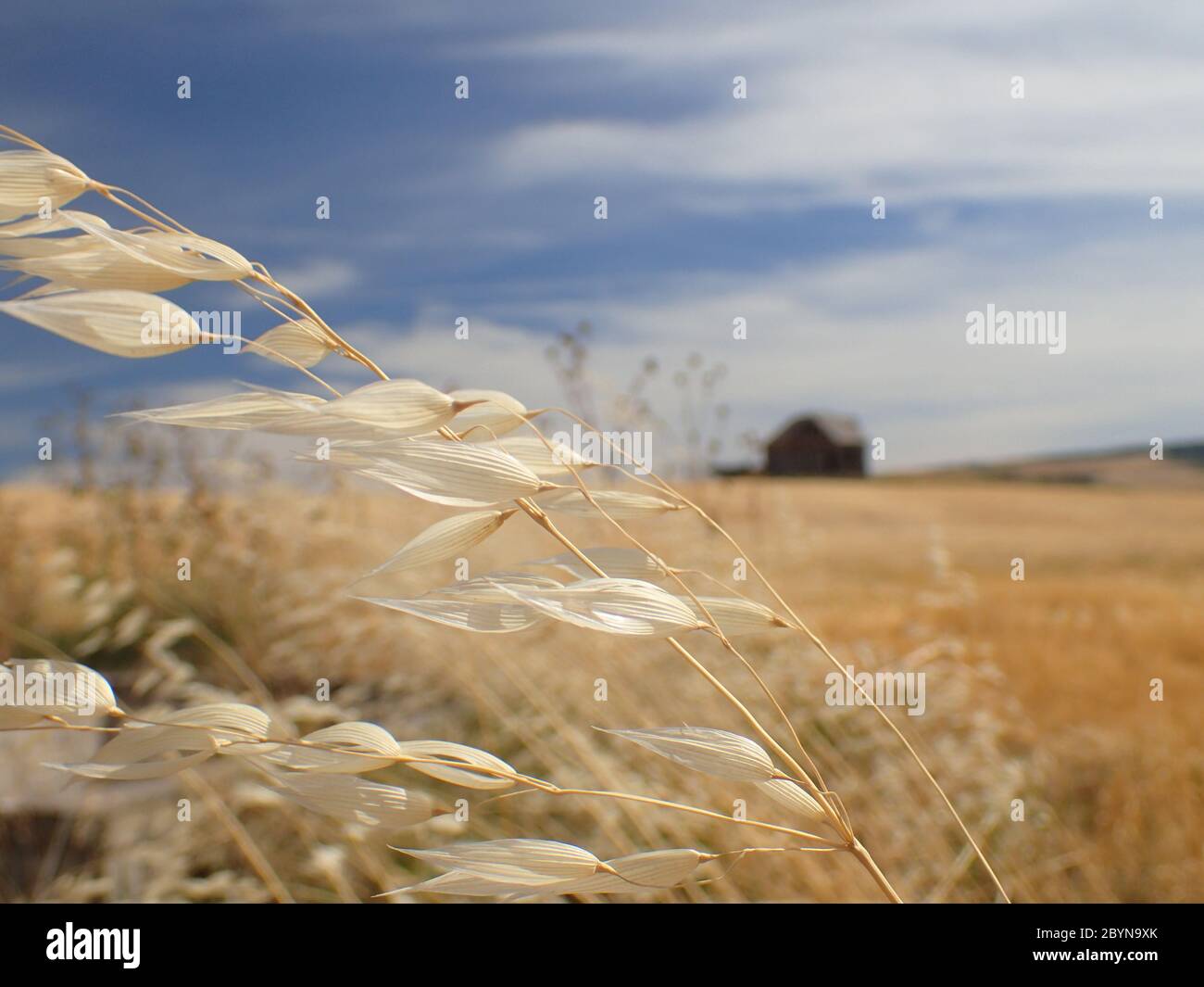 Grain dans le vent avec la grange abandonnée Banque D'Images