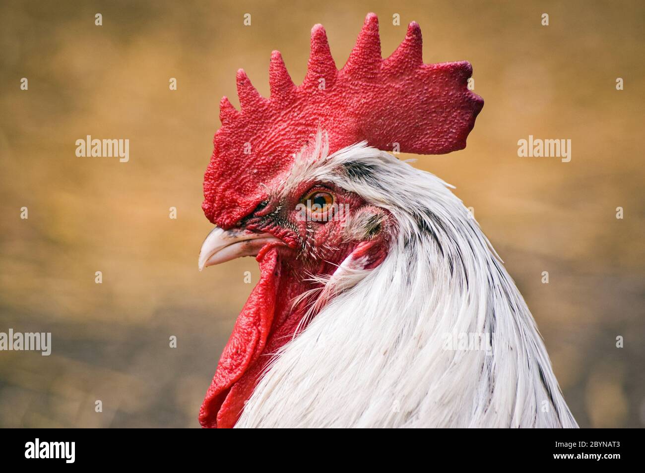 Face d'alerte d'un coq, coq, dans une cour de ferme. Banque D'Images