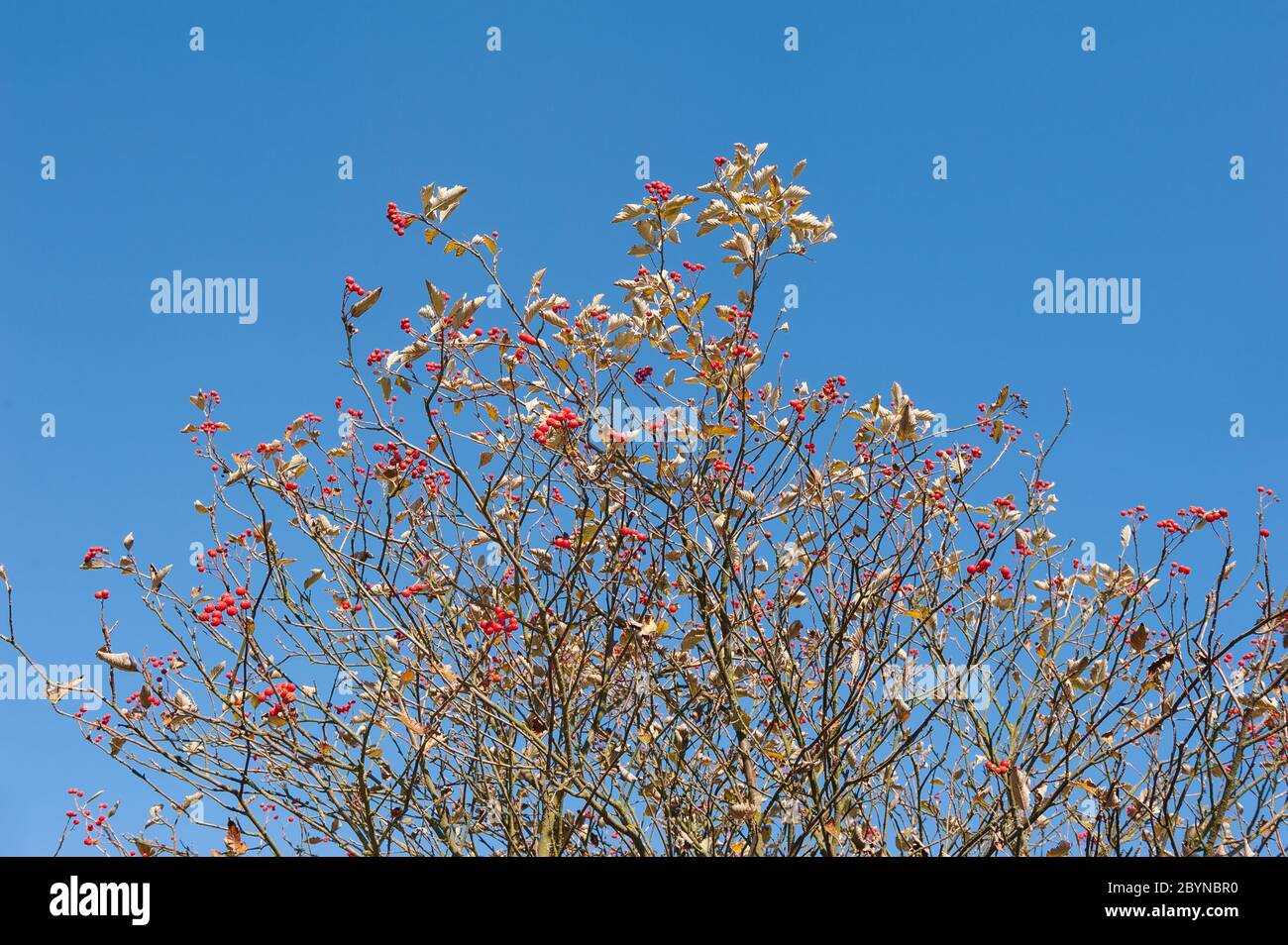 Arbre d'automne contre le ciel bleu Banque D'Images