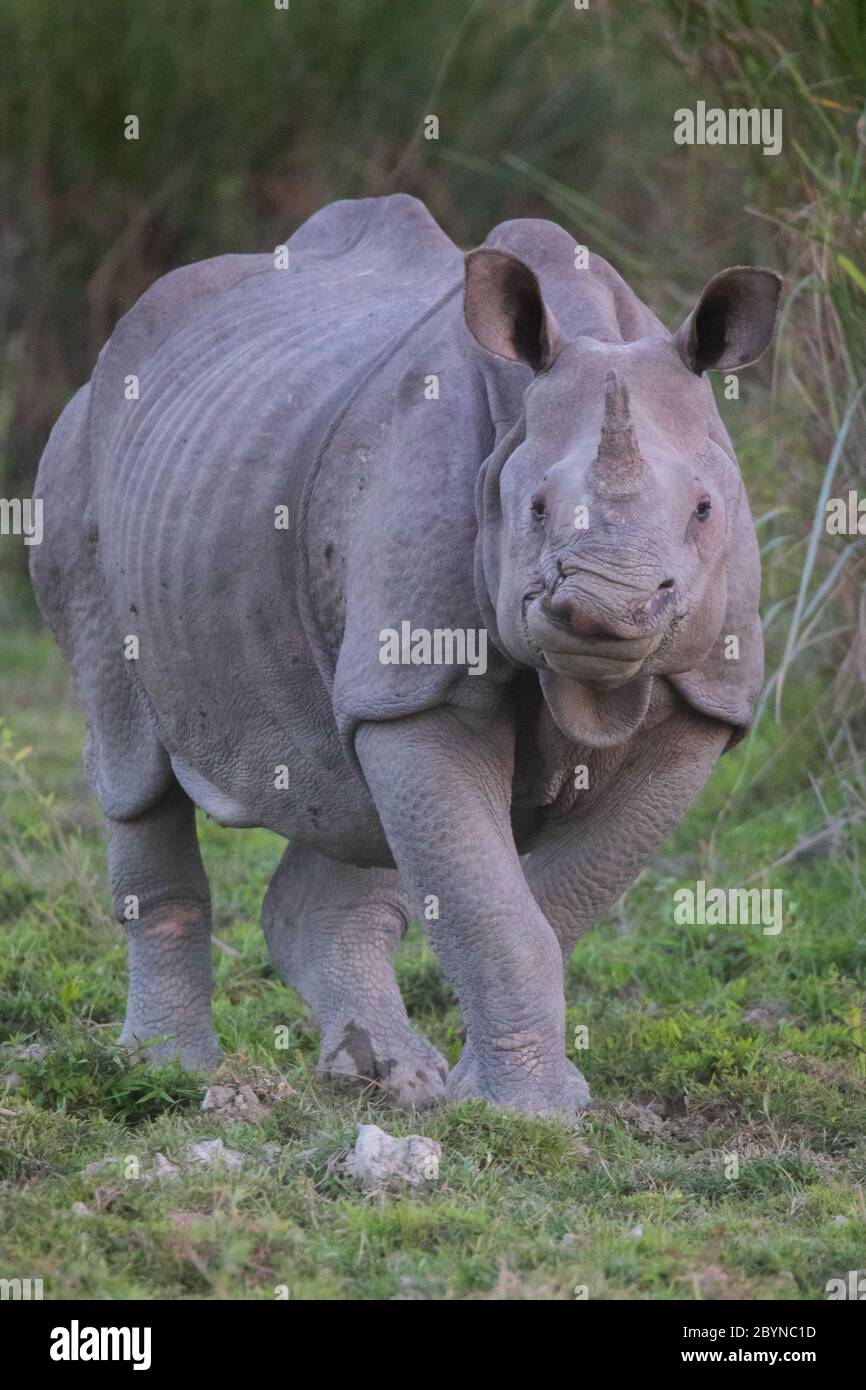 Rhinoceros à l'un des Horned indiens, réserve de tigres de Kaziranga, Assam, Inde Banque D'Images