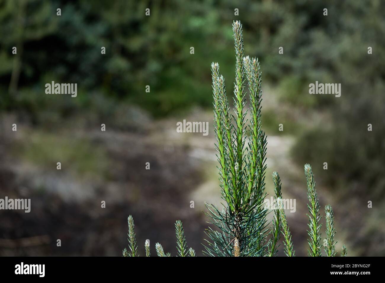 Jeunes pousses de pin vert clair (Pinus sylvestris) devant un arrière-plan intentionnellement flou avec espace de copie Banque D'Images