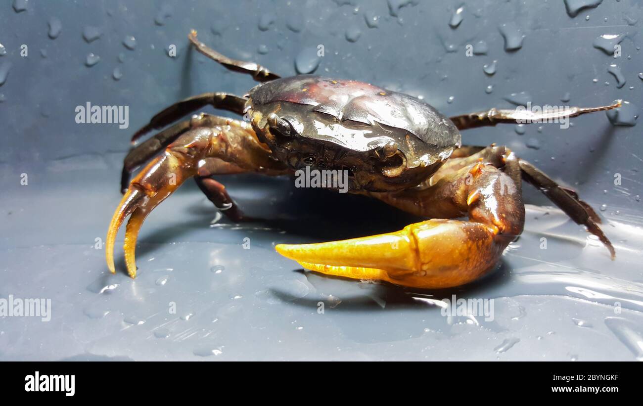 crabe de champ de riz dans un bassin rond en plastique Banque D'Images