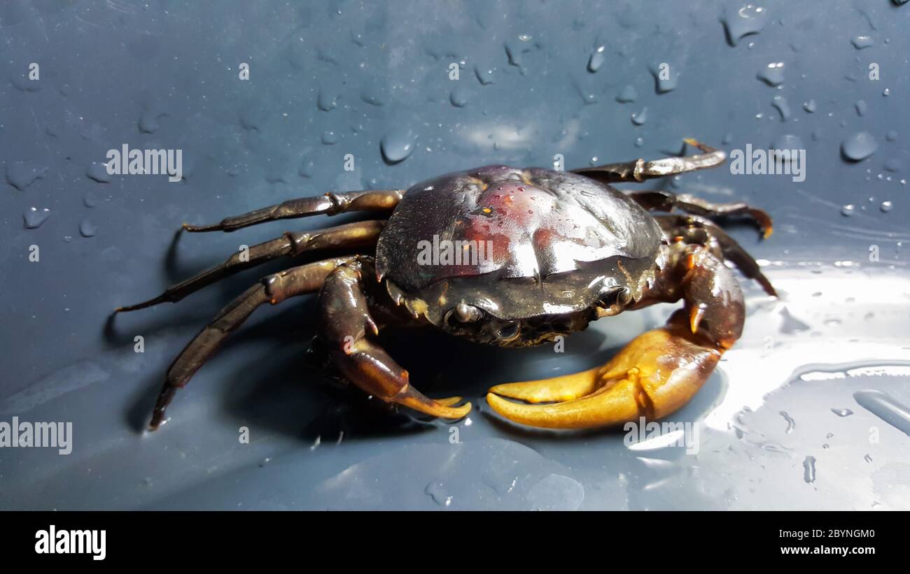 crabe de champ de riz dans un bassin rond en plastique Banque D'Images