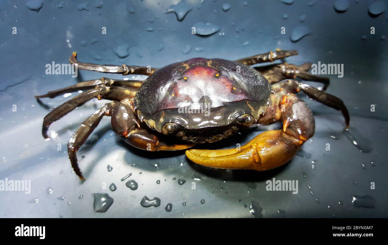 crabe de champ de riz dans un bassin rond en plastique Banque D'Images