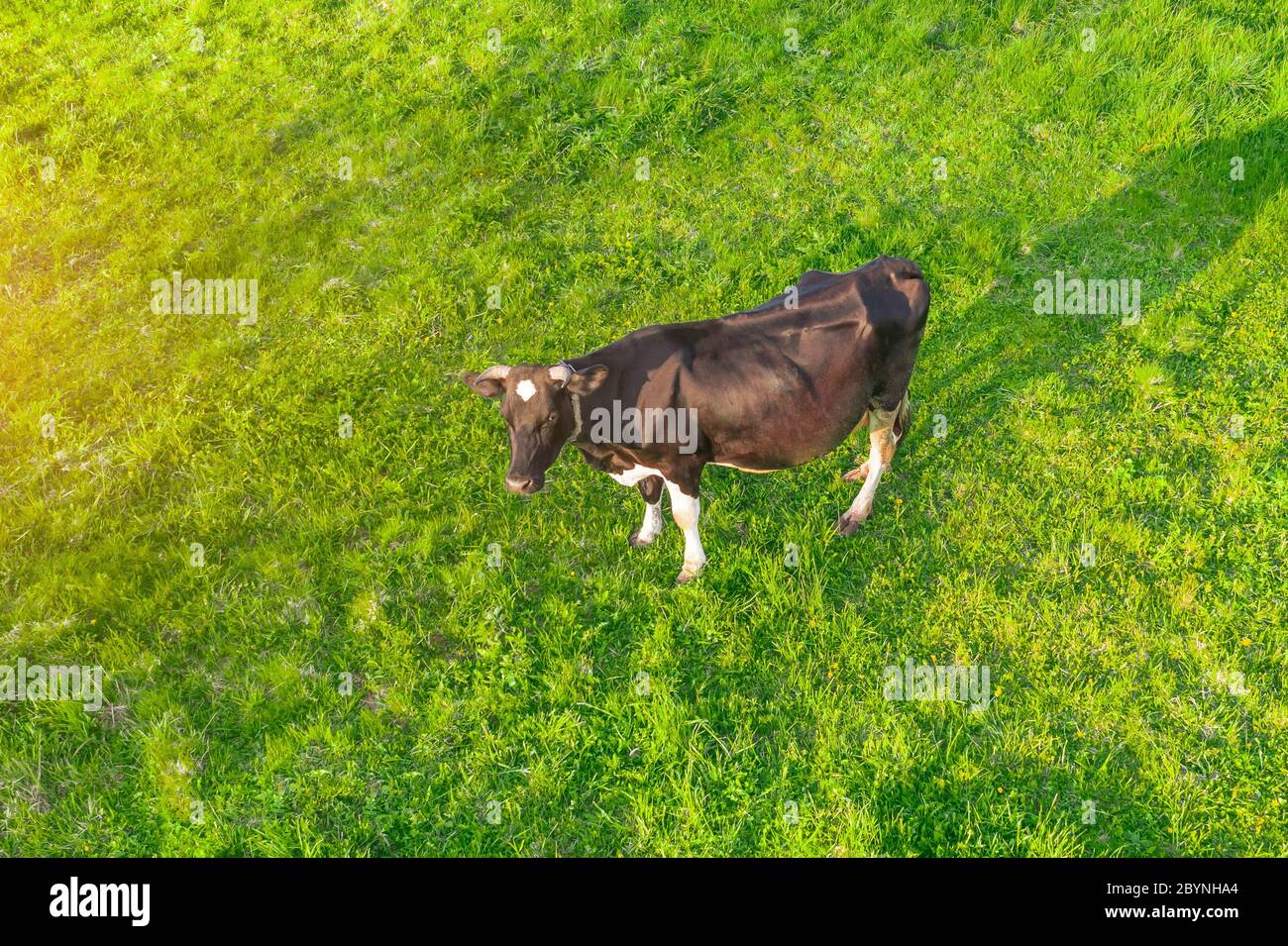 Vache solitaire sur un vert luxuriant prairie dans la campagne, vue aérienne de dessus Banque D'Images
