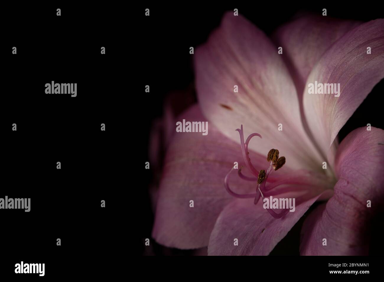 Gros plan de Lily fleur péruvienne rose Banque D'Images