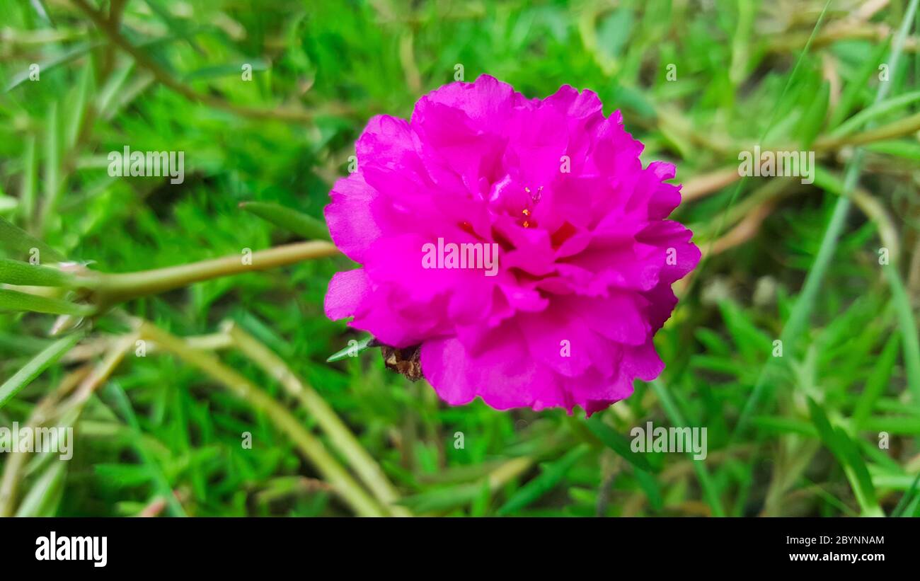 Portulaca Blossom Flower Orange Banque D Image Et Photos Alamy