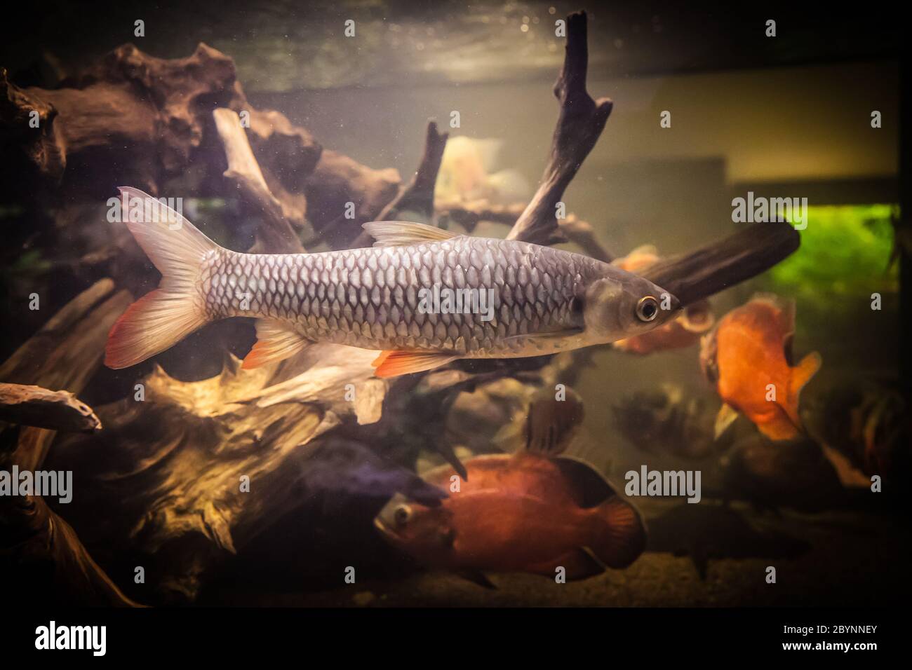 Shoal de poissons piranha dans un aquarium Banque D'Images