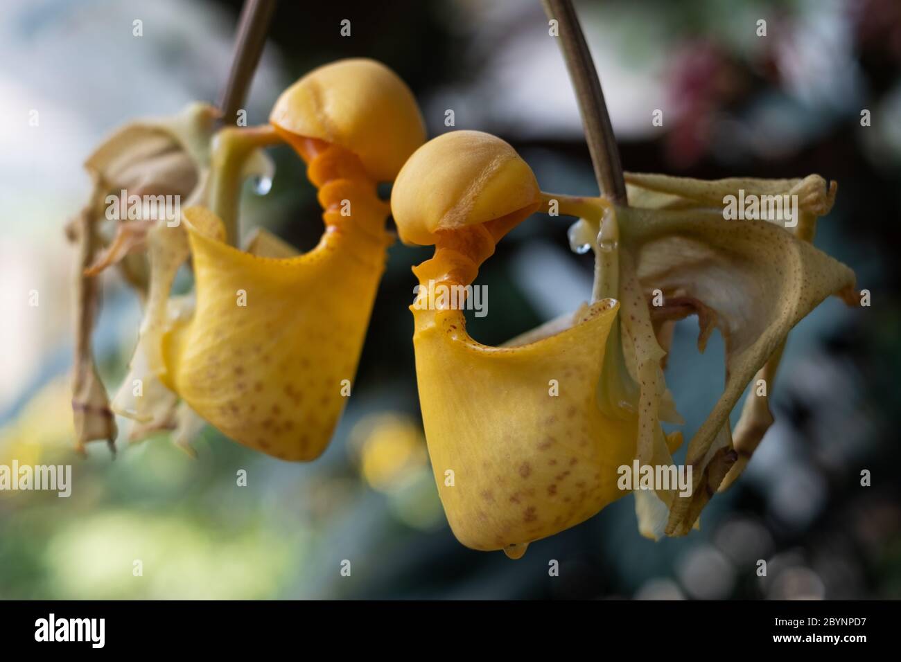 Coryanthes matrantha est une orchidée du genre Bucket Orchids. Banque D'Images