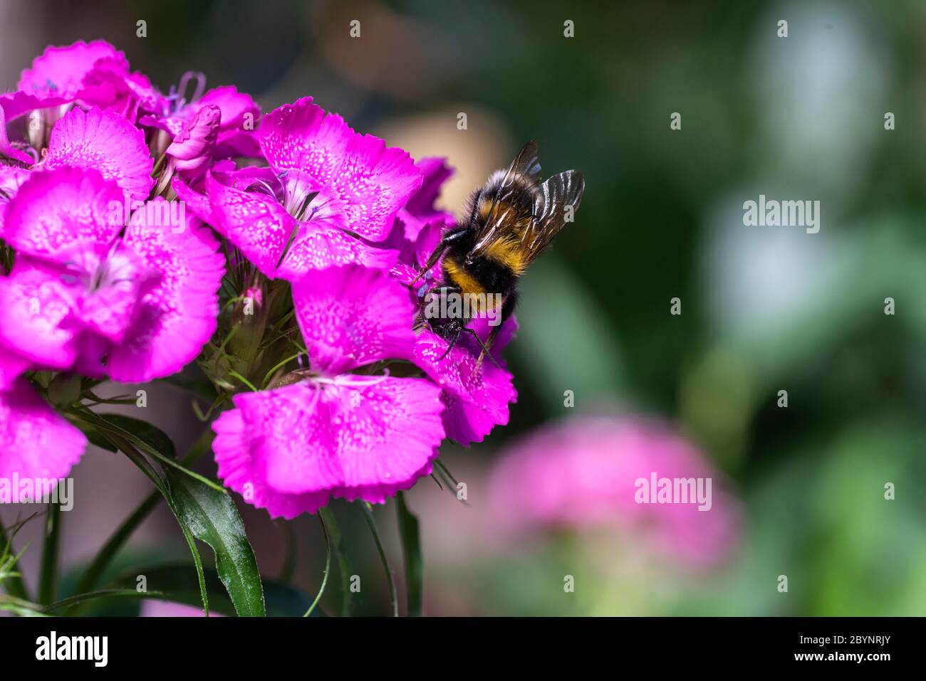 Une abeille bourdonnante en action, plongeant dans la fleur d'une carnation. Un gros plan de l'insecte vivant au printemps. Banque D'Images