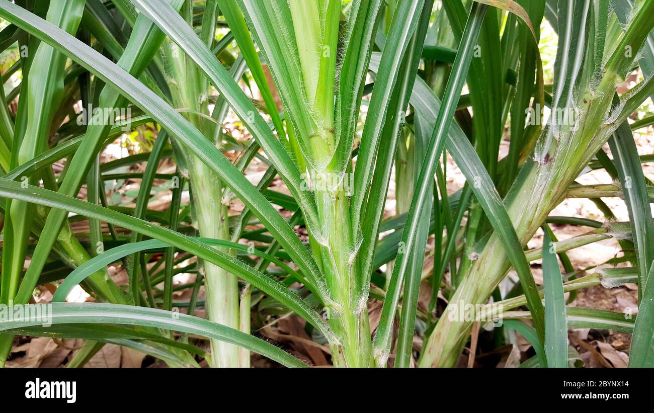 herbe napier, herbe éléphant, pennisetum purpueum Banque D'Images