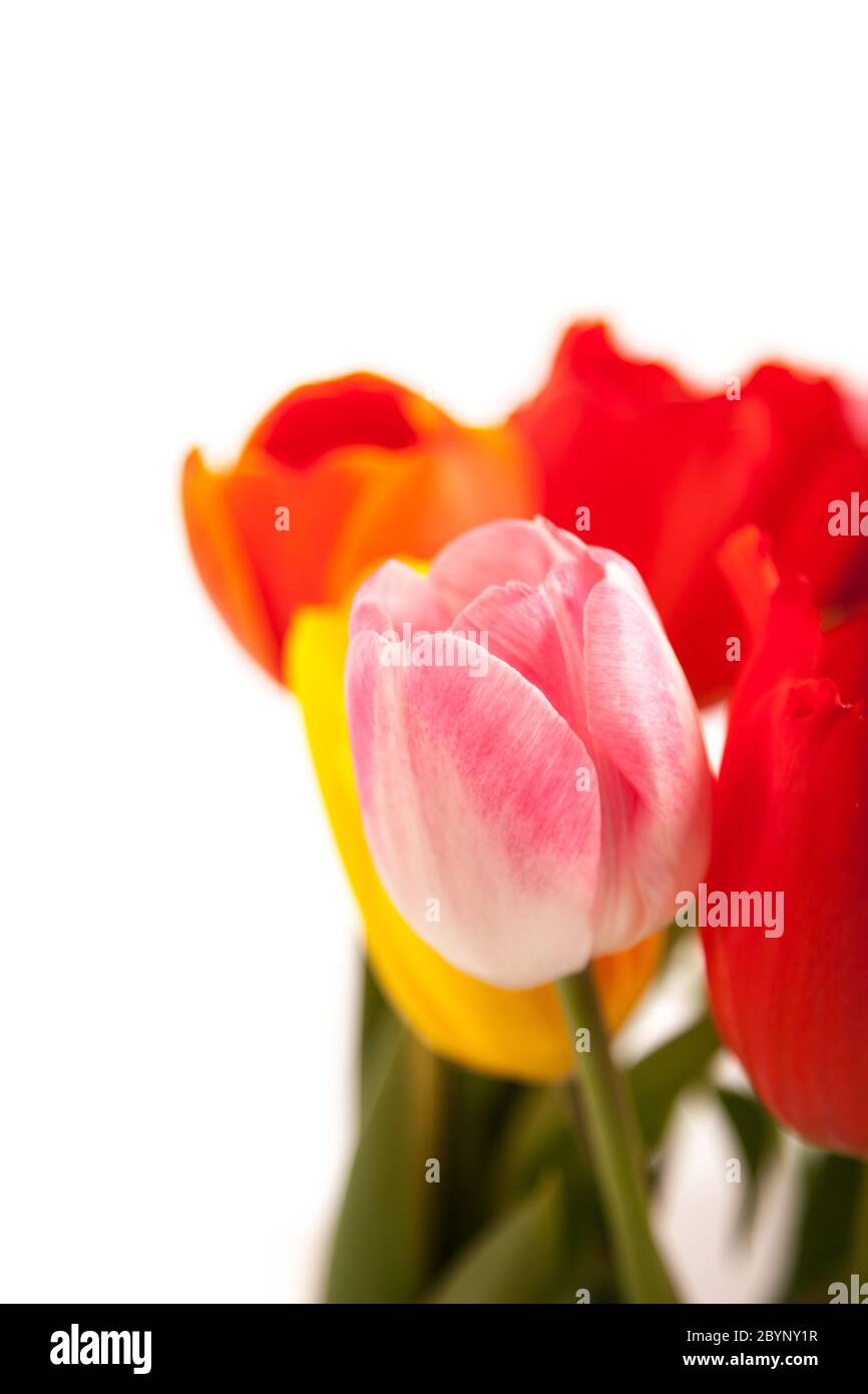 Bouquet de tulipes Banque D'Images