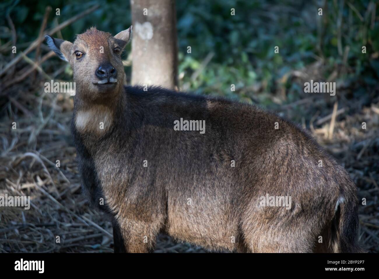 Red Goral, Naemorhedus baileyi, Sikkim, Inde. Banque D'Images