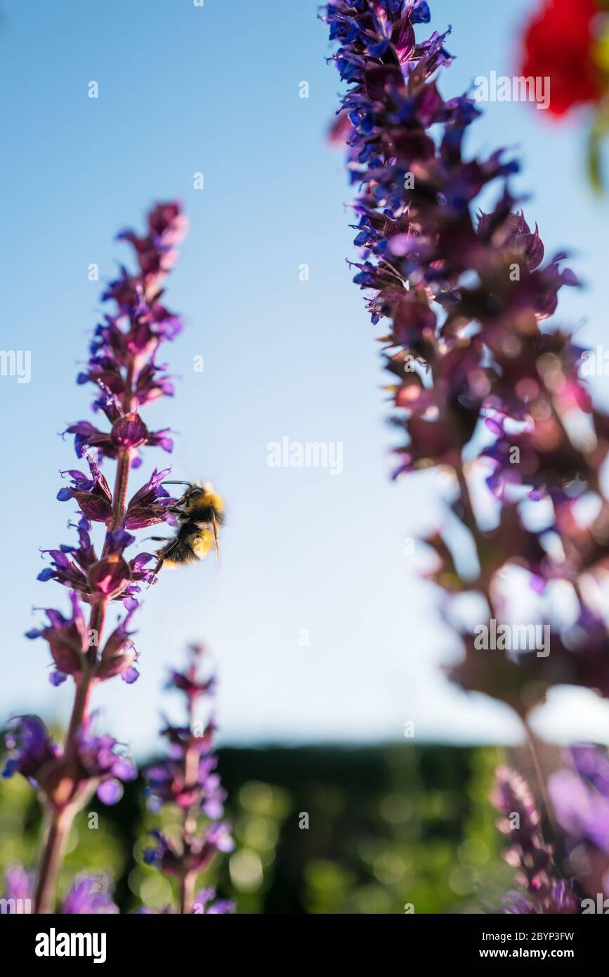 Bumble abeille sur des fleurs de Salvia pourpres. Banque D'Images