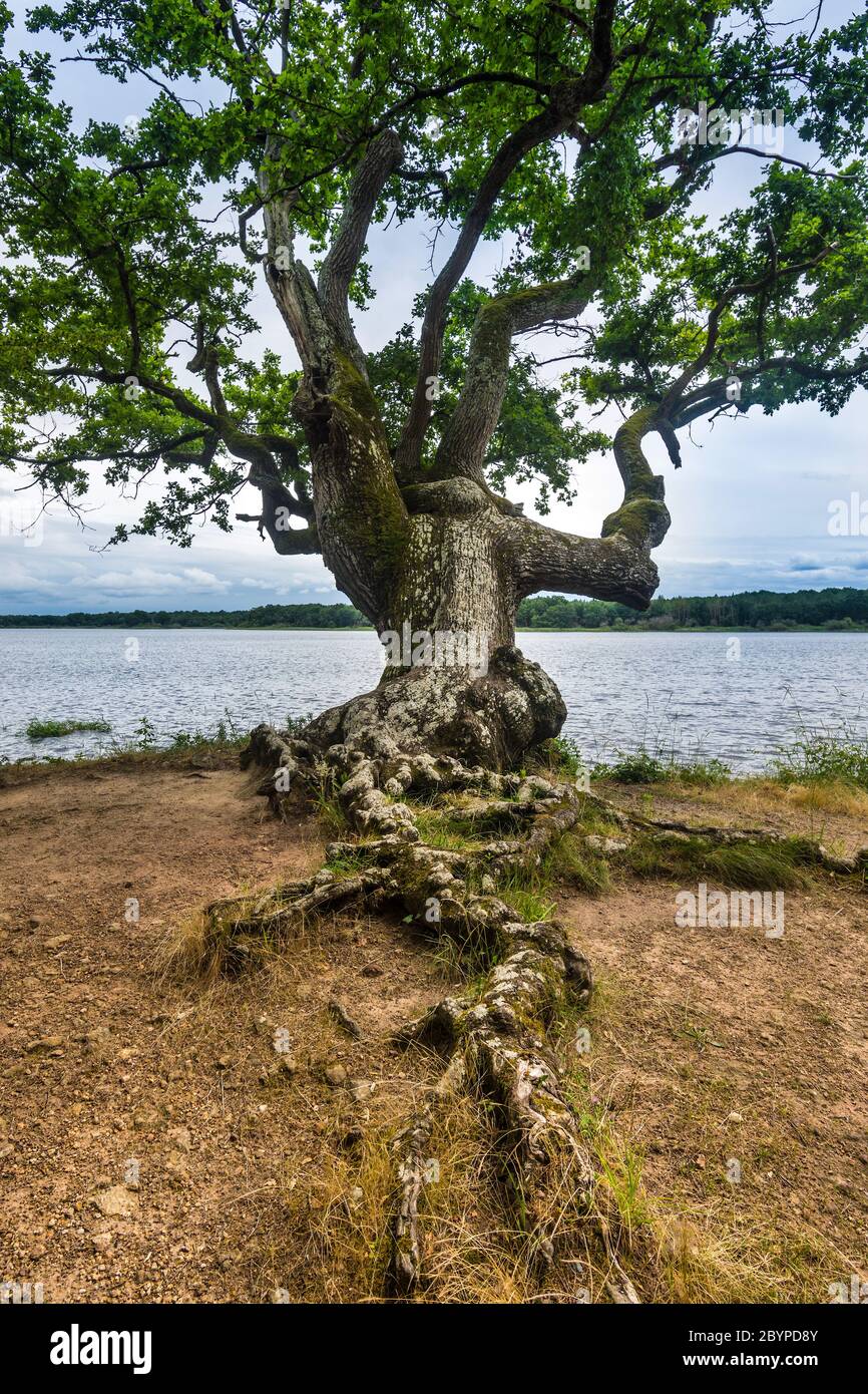Chêne ancien torsadé sur les rives du lac 'Mer Rouge' dans le Parc National de la Brenne et la