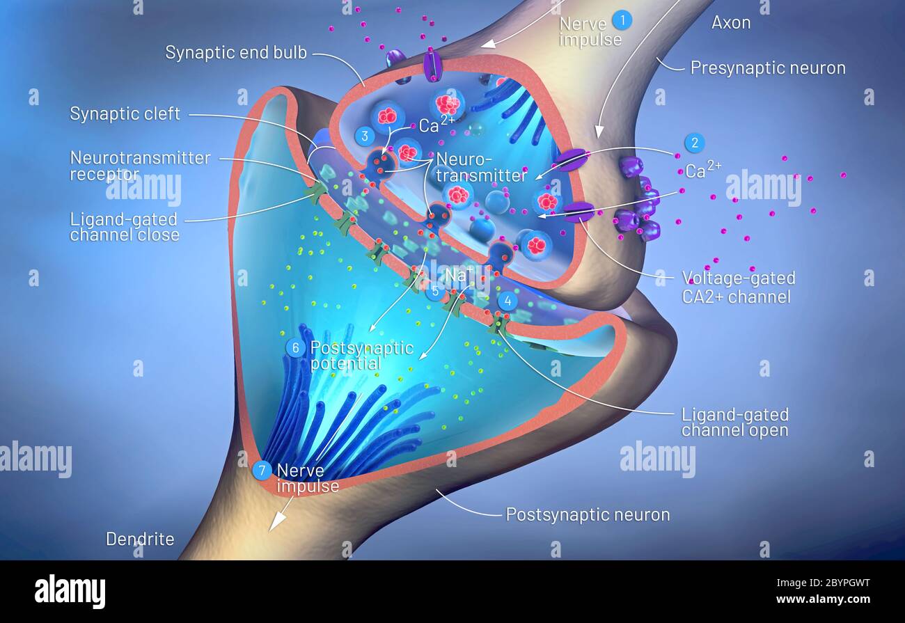 Fonction scientifique d'une synapse ou d'une connexion neuronale avec une cellule nerveuse - illustration 3d Banque D'Images