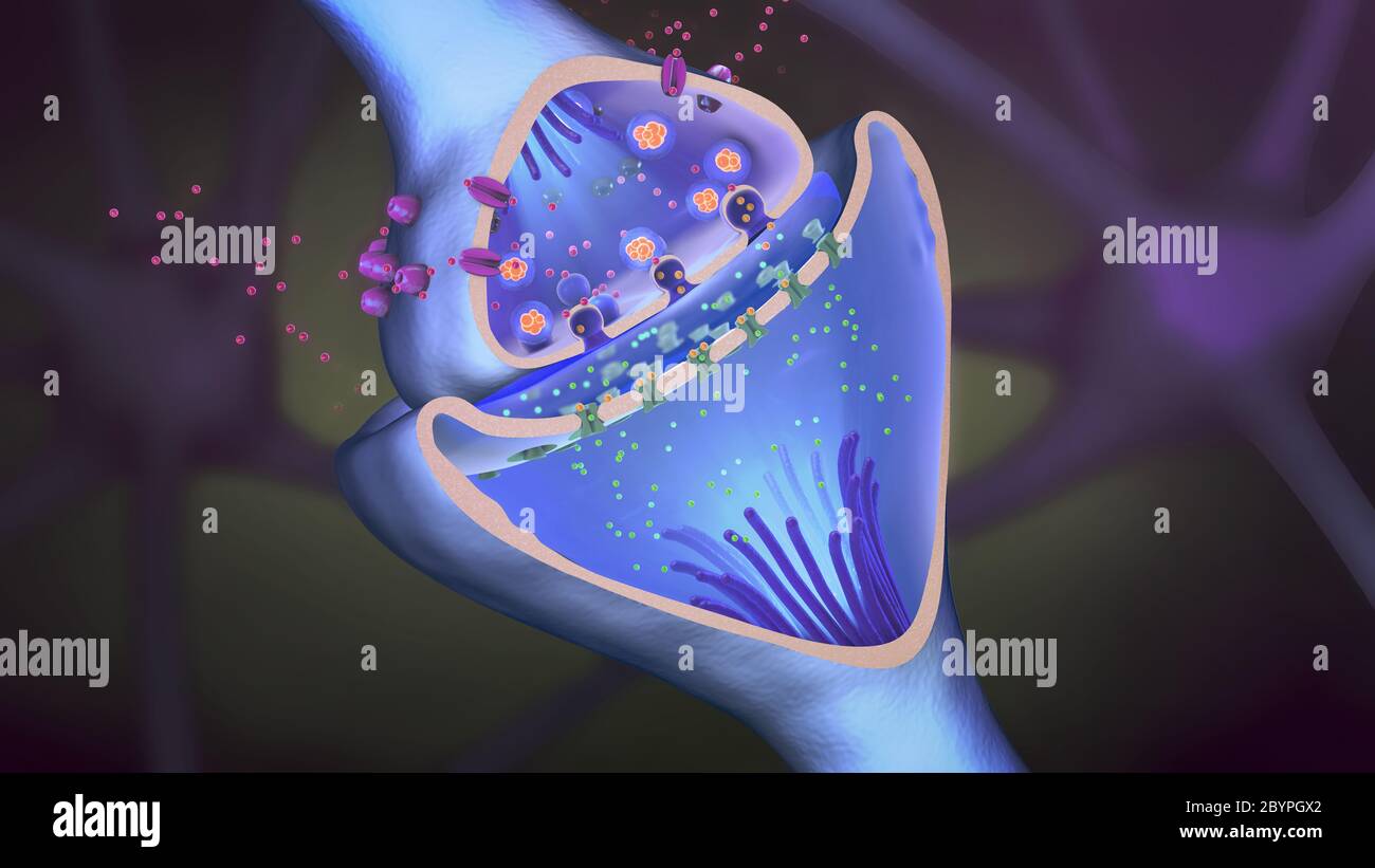 illustration 3d de la fonction scientifique d'une synapse ou d'une connexion neuronale avec une cellule nerveuse Banque D'Images