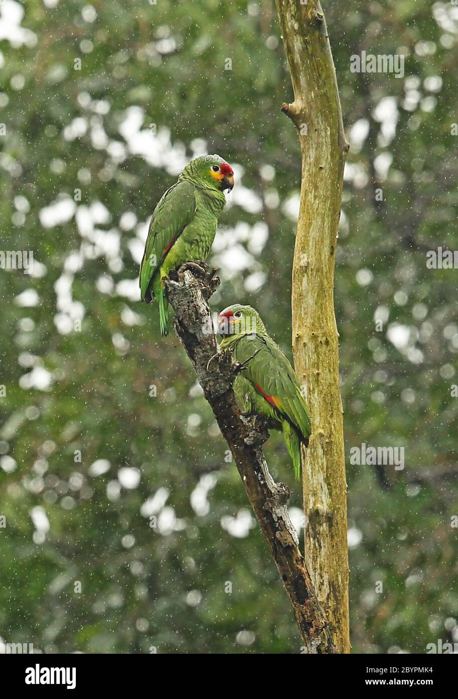 Amazone rouge-lied; amazone autumnalis autumnalis) paire perchée dans un arbre mort dans la pluie Cuero y Salado, Honduras février 2016 Banque D'Images